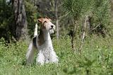 FOX TERRIER 225